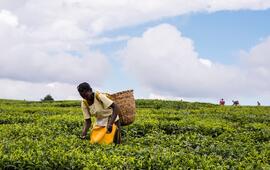 Tea farm in Nandi Hills, Kenya